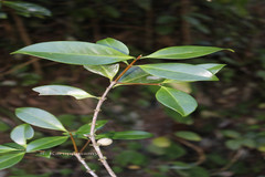 Microtropis stocksii